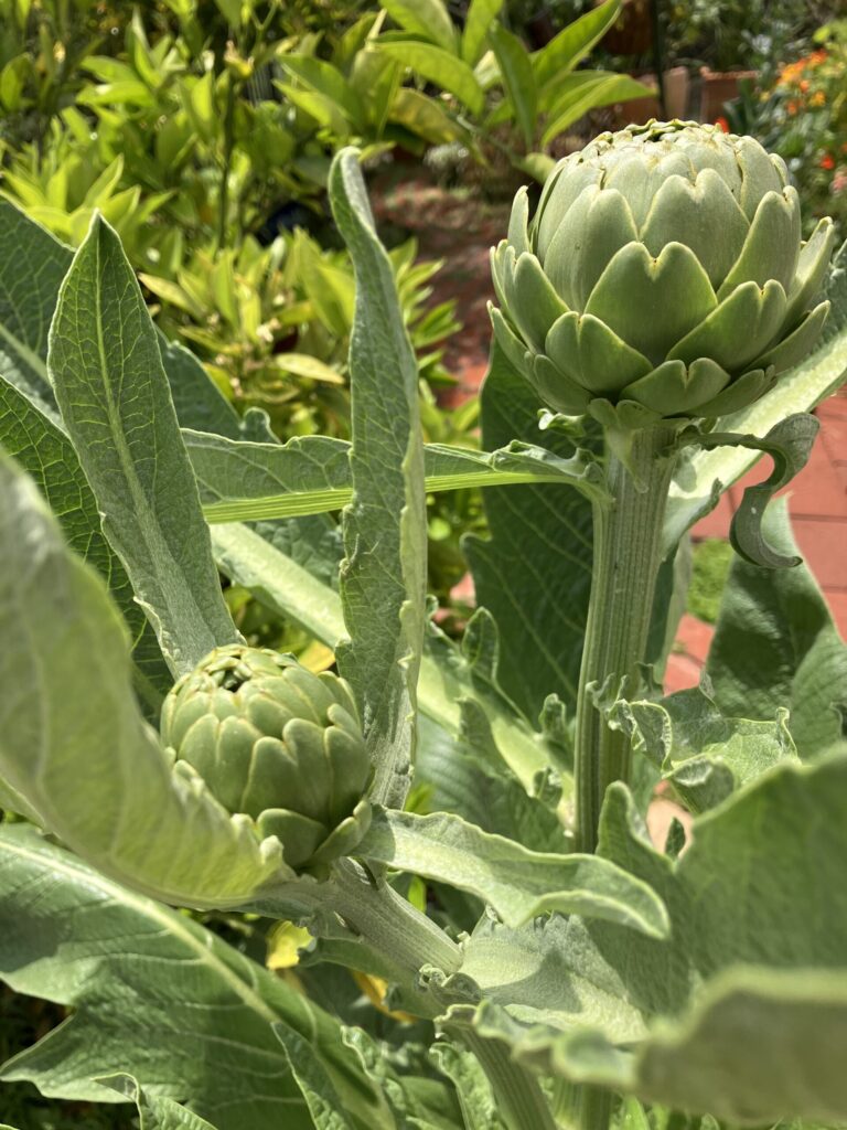 Alice Hampton Dickerson Gardens - Artichoke