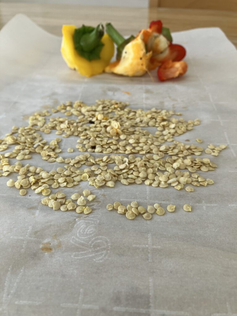 Alice Hampton Dickerson Gardens - Bell Pepper Seeds