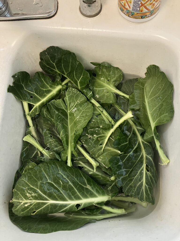 Alice Hampton Dickerson Gardens - Collards picked for dinner