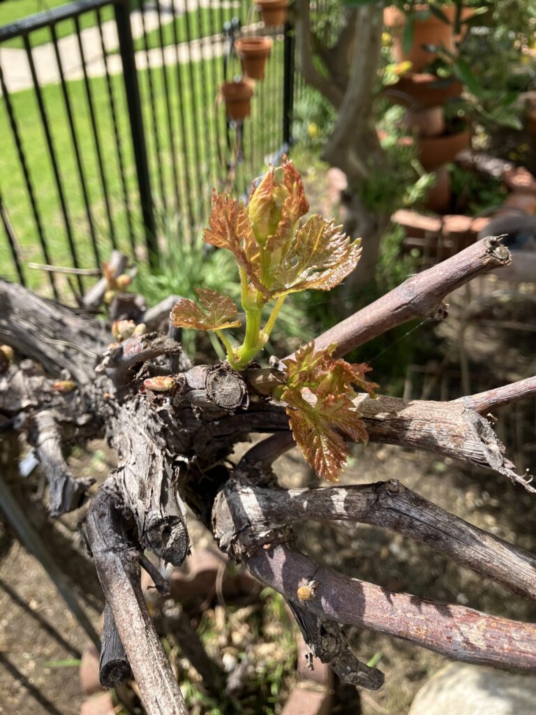 Alice Hampton Dickerson Gardens - Grape Leaves