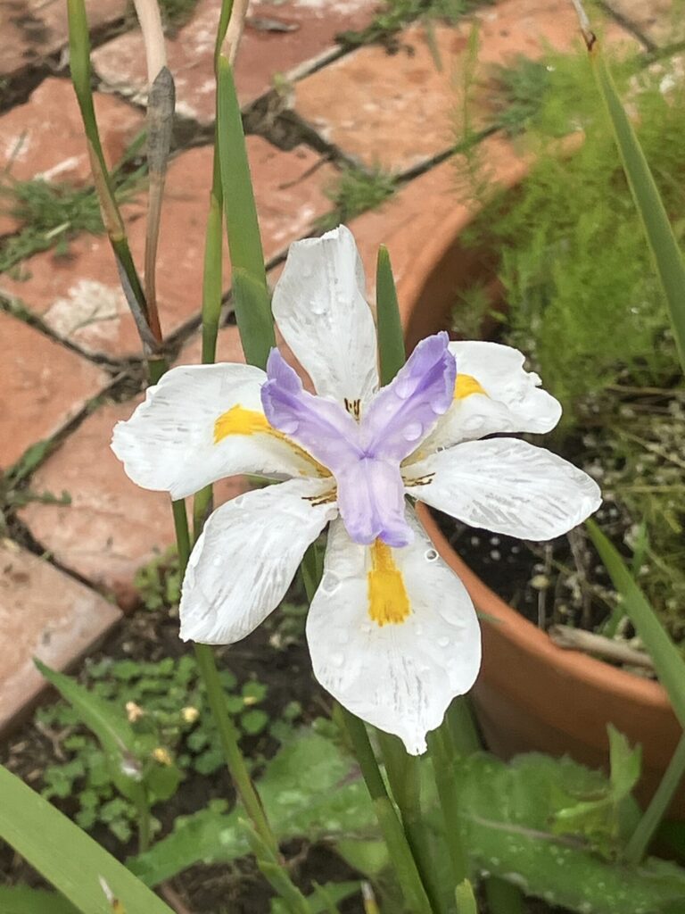 Alice Hampton Dickerson Gardens - Iris