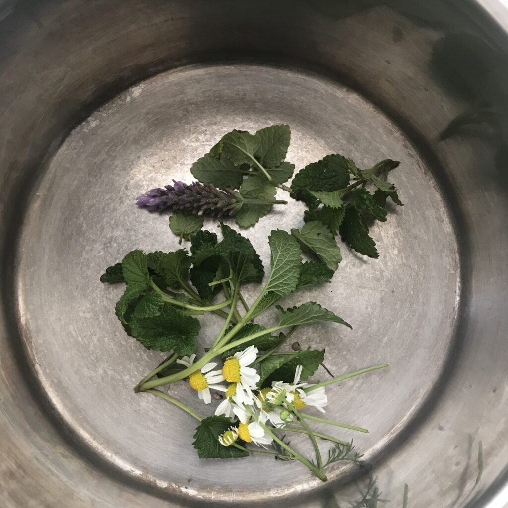 Alice Hampton Dickerson Gardens - Lavender Lemon Balm Chamomile