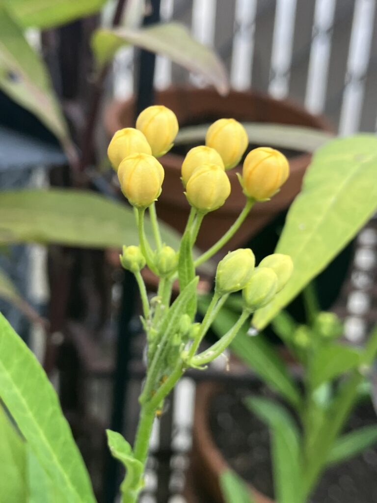 Alice Hampton Dickerson Gardens - Milkweed
