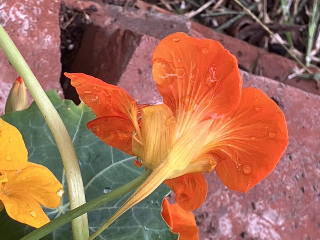 Alice Hampton Dickerson Gardens - Nasturtium