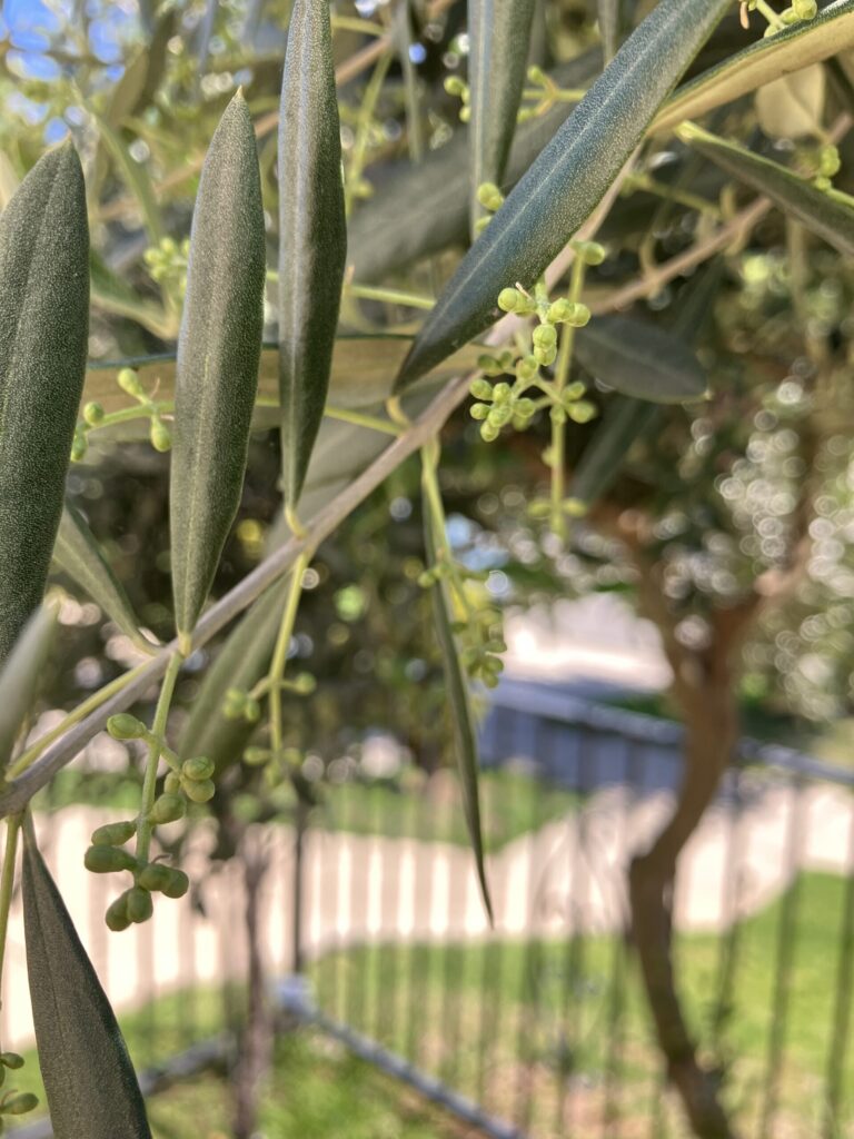 Alice Hampton Dickerson Gardens - Olives