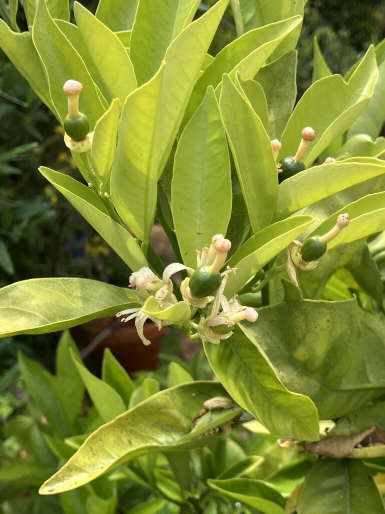 Alice Hampton Dickerson Gardens - Orange Blossoms