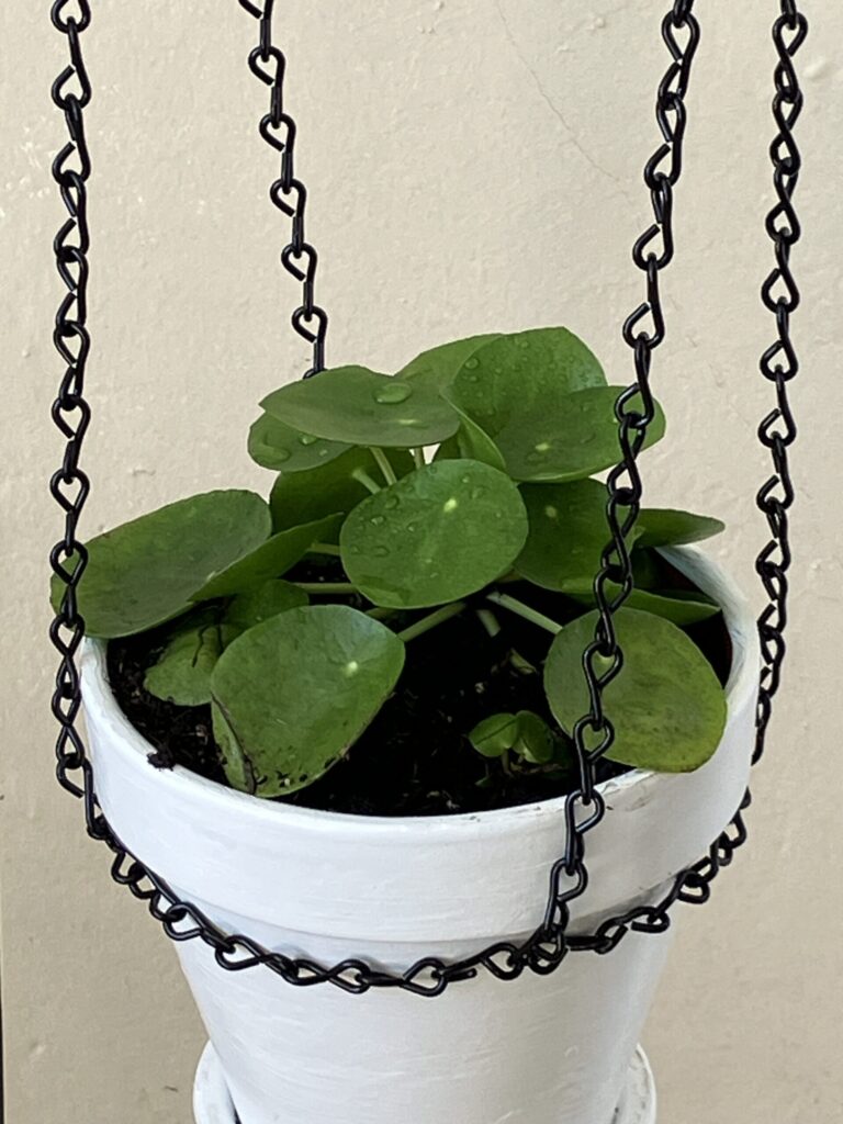 Alice Hampton Dickerson Gardens - Pilea