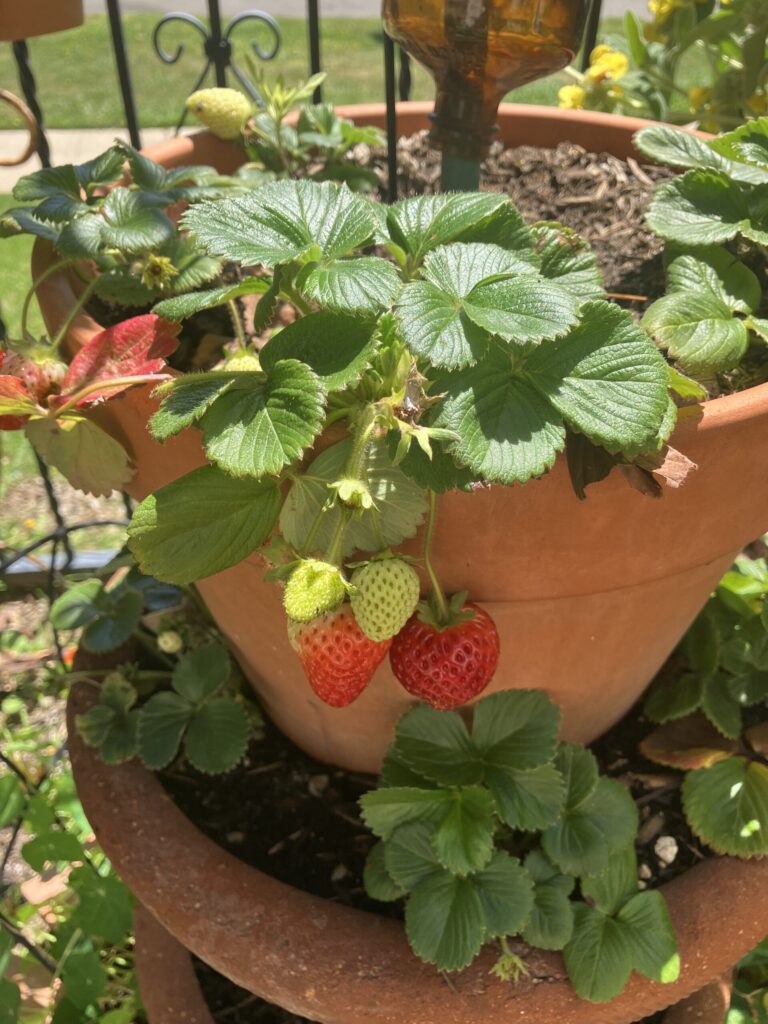 Alice Hampton Dickerson Gardens - Strawberries